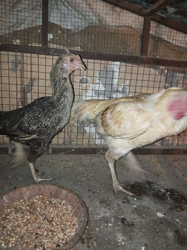 aseel available for sale male female pair chickes 12