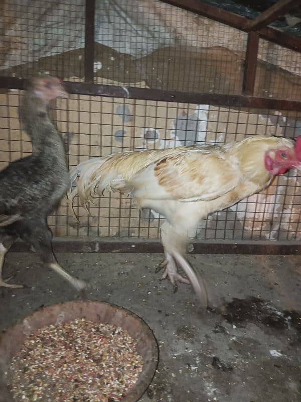 aseel available for sale male female pair chickes 13