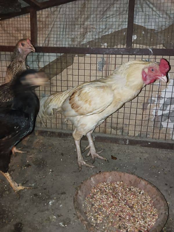 aseel available for sale male female pair chickes 14