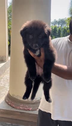 Black German Shepherd Female Puppy Available For Sale