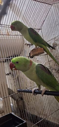 raw parrots pair for sale