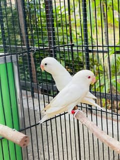 breeder pair red eyes albino for sale whatsap 03065519911