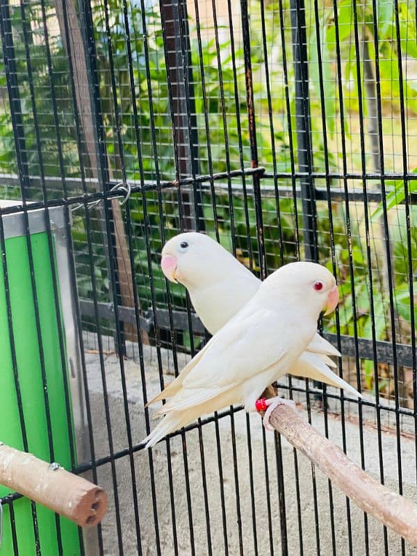 breeder pair red eyes albino for sale whatsap 03065519911 1