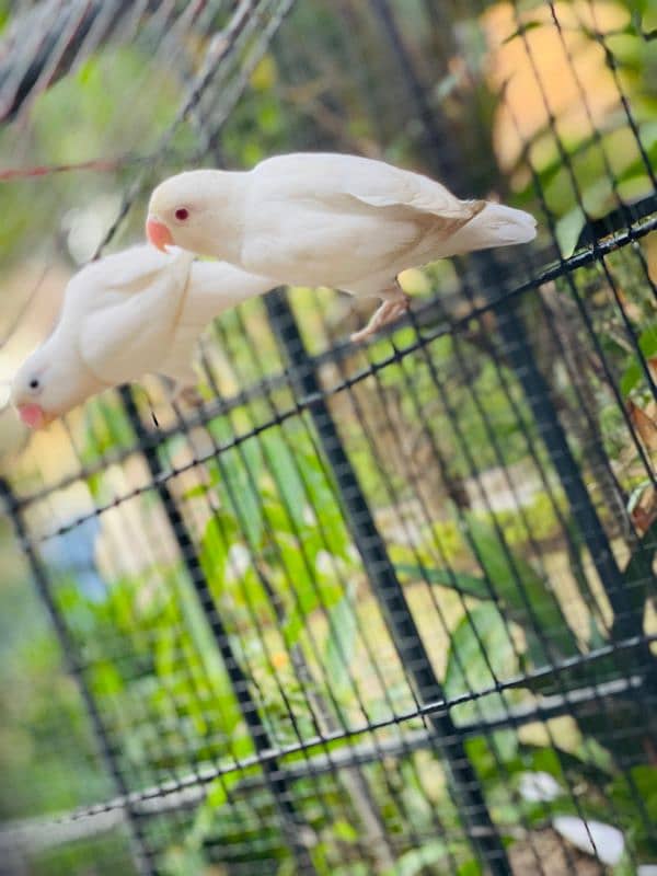 breeder pair red eyes albino for sale whatsap 03065519911 4