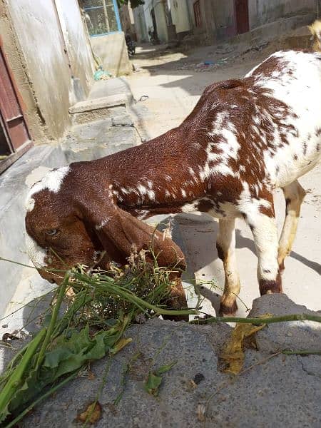 Makka china female sell 2