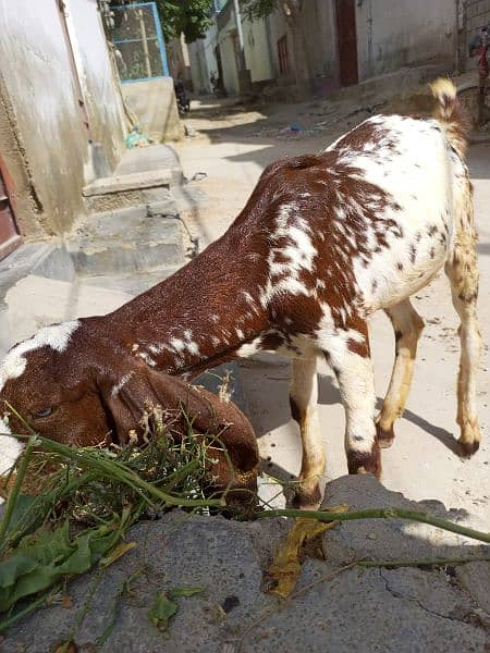 Makka china female sell 4