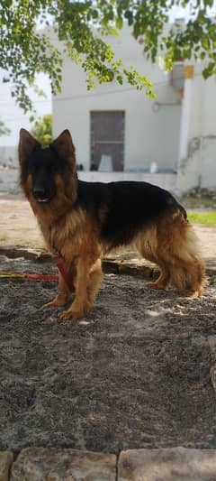 German Shepherd female for sale. Non pedigree, Double coat