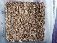 Mealworms 0