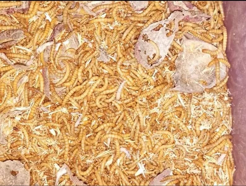 Mealworms 1