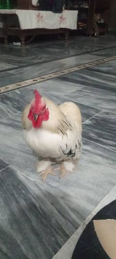 Fancy Silkie Murga For Sale