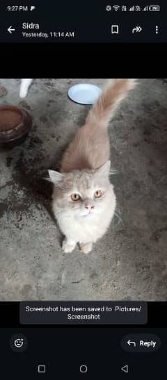 Persian cat for sale 0