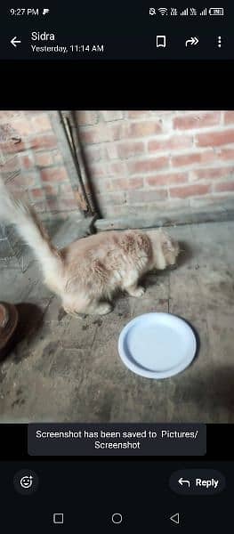 Persian cat for sale 3