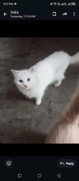 Persian cat for sale 4