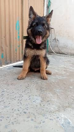 German shepherd/black German shepherd puppies available