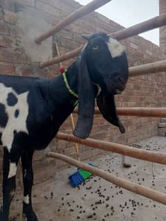 Bital bakri for sale