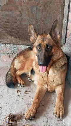 German Shepherd Female for sale