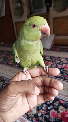 pure handtame green ringneck parrot pair