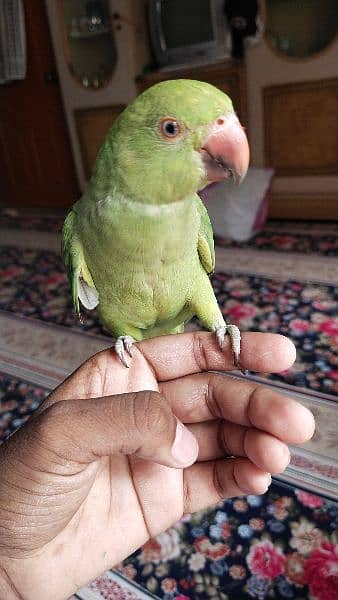 pure handtame green ringneck parrot pair 0