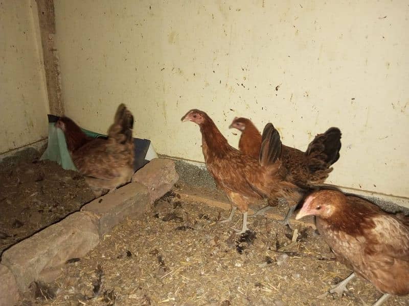 hens sale eggs wali 2