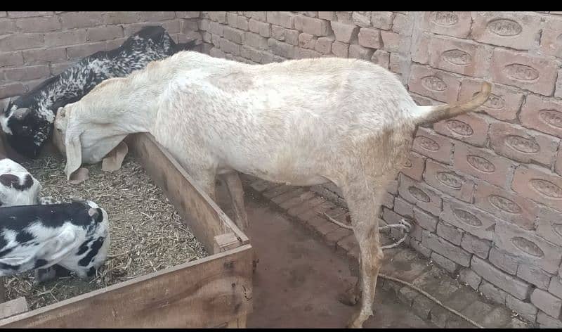 Bareeder Bakra 2