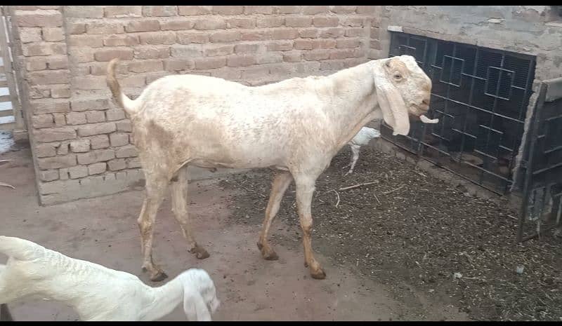 Bareeder Bakra 3