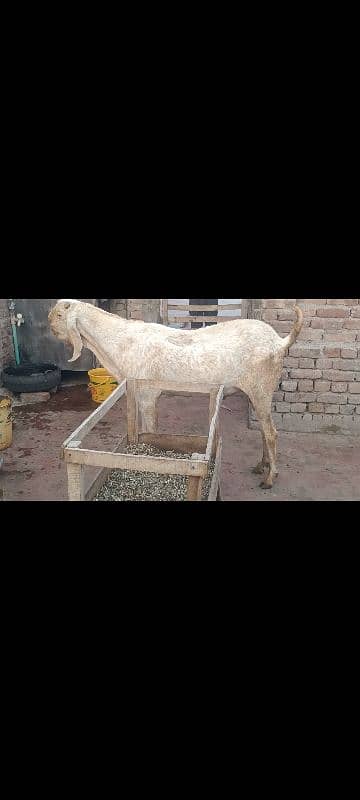 Bareeder Bakra 4