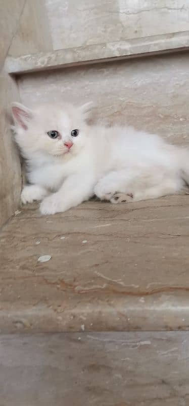 Persian Kittens 1