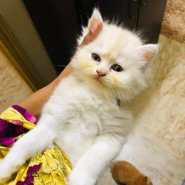 Persian Kittens 2