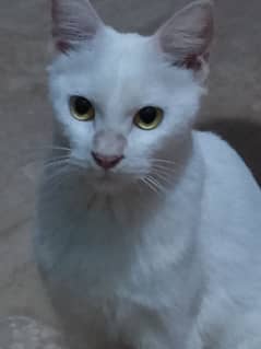 white cat