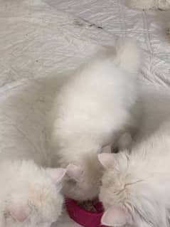 4 Persian female kittens