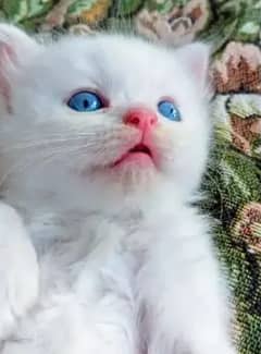 blue eyes kitten female