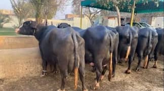 Khlas and Fresh Milk of buffaloes / Rs 200