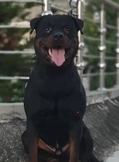 Top Pedigree Rottweiler for Crossing