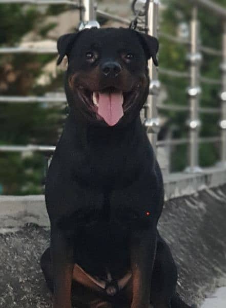 Top Pedigree Rottweiler for Crossing 0