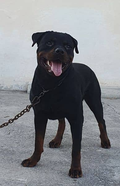 Top Pedigree Rottweiler for Crossing 1