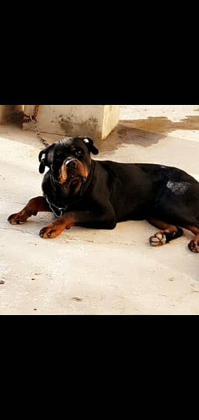 Top Pedigree Rottweiler for Crossing 2