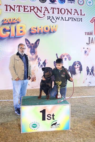 Top Pedigree Rottweiler for Crossing 3