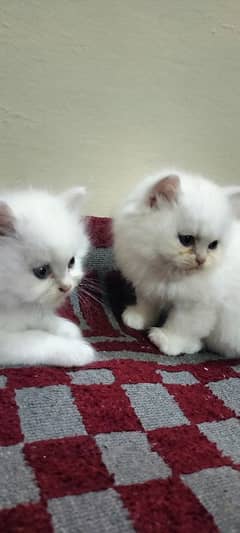 white pure punch face kittens