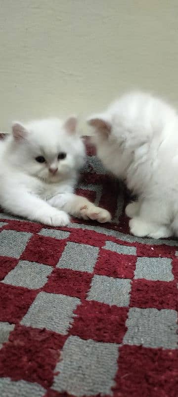 white pure punch face kittens 1