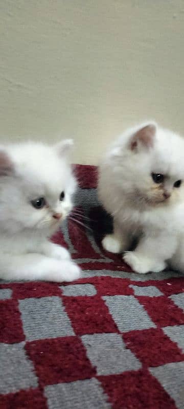 white pure punch face kittens 2