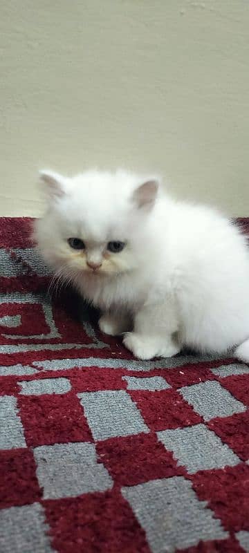 white pure punch face kittens 4