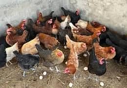 desi hen and egg for sale 3