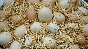 desi hen and egg for sale 5