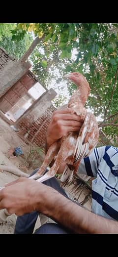 pila patha for sale fither blood line hight quality locatin faisalabad