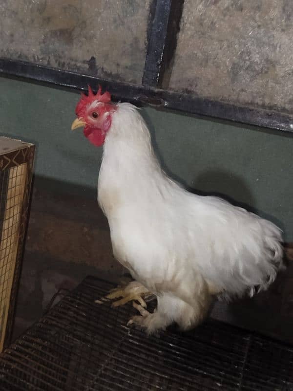 3 bantum male for sell good in health 5