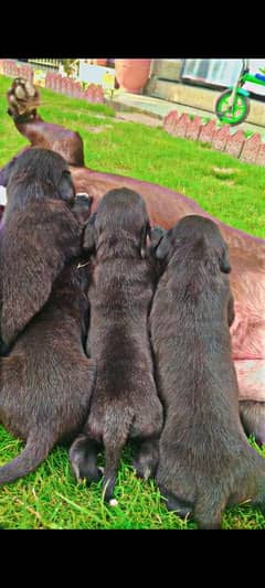 Chocolate British pedigree labrador puppies