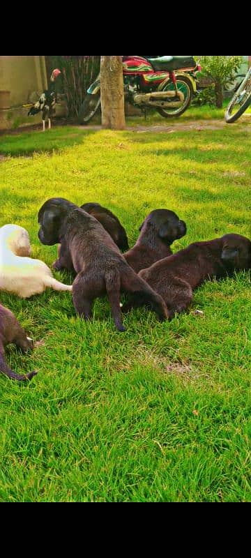 Chocolate British pedigree labrador puppies 2