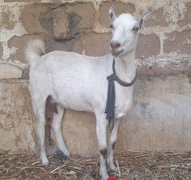 Goats For Sell 1