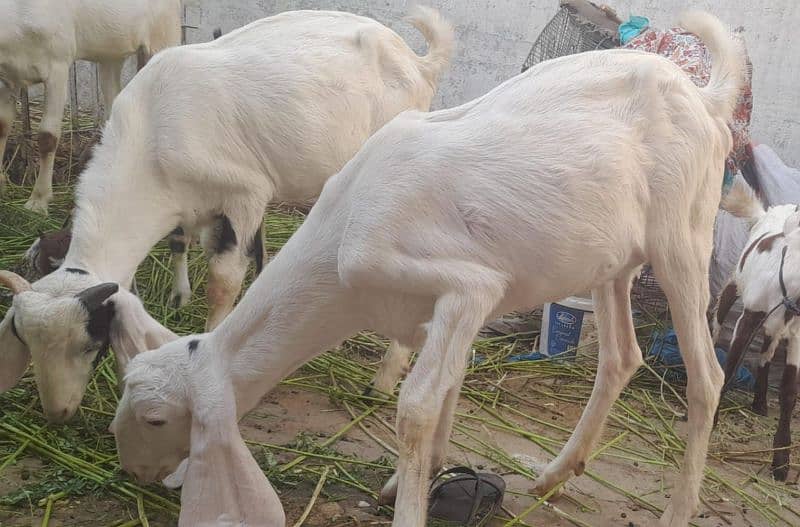 Goats For Sell 2