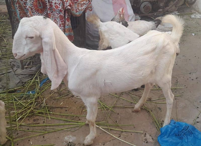 Goats For Sell 3